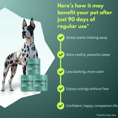 Calming Chew │ Chill Mode Activated: Snoofies Calming Chews for Happy, Relaxed Dogs!